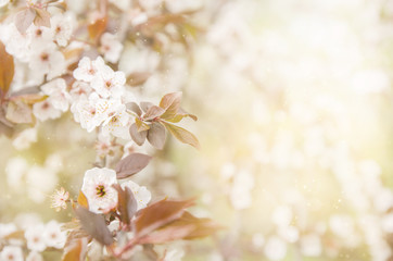 Natural spring bright background with cherry or plum blossom branch, blurred backdrop, bokeh and copy space