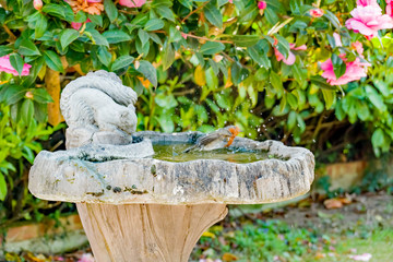 Garden robin (Erithacus rubecula) enjoying a bath in an ornate concrete bird bath in a British garden with intentional motion blur