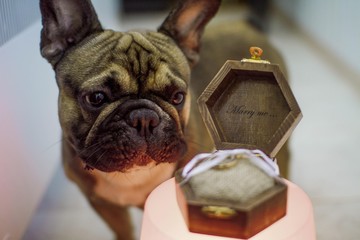 french bulldog next to wedding rings