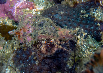 Fototapeta na wymiar A Hermit Crab (Dardanus sp.)