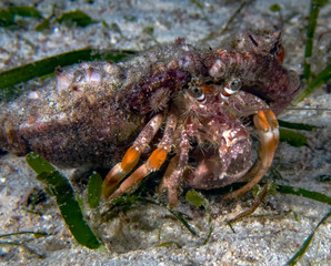 A Hermit Crab (Dardanus sp.)