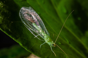 Chrysoperla carnea