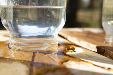 A bee drinking water from a glass can in an apiary. Beekeeping concept, farm.