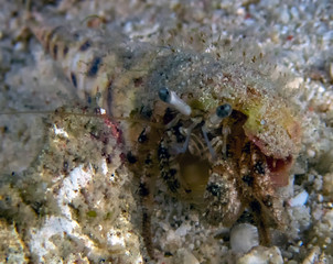 A Hermit Crab (Dardanus sp.)
