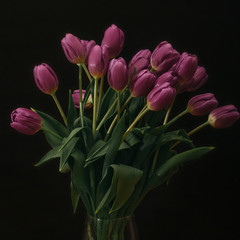 purple tulips on a black background