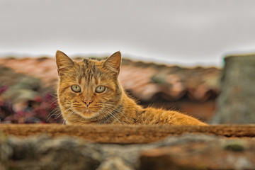 A cat enjoying its surroundings