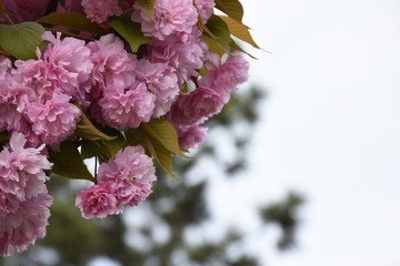 Pink bloomed flowers on tree