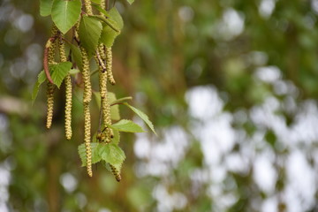 Blossomed birch with blurry white background