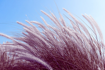 Imperata cylindrica Beauv grass in nature agent blue sky