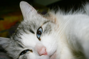 A cat enjoying its surroundings