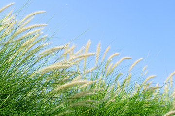 Fourtain grass in nature agent blue sky