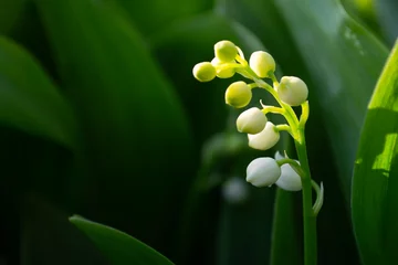 Foto op Canvas A young lily of the valley bud in the evening light. Lily of the valley flowers with copy space. © Татьяна Качайло