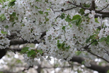 桜　白