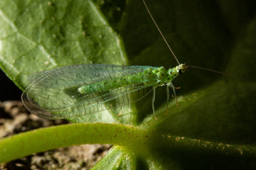 Chrysoperla carnea