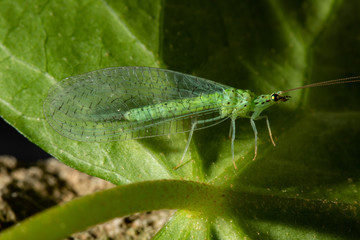 Chrysoperla carnea