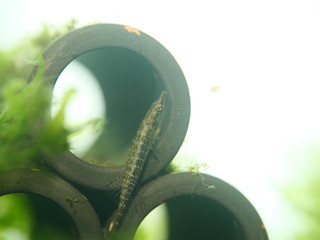 Indostomus crocodilus