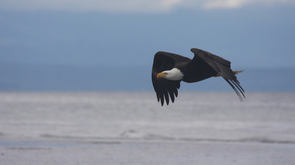 eagle in flight