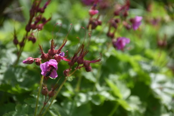 Beautiful purple flower in garden