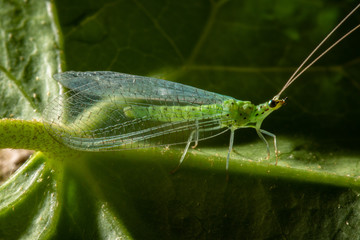 Chrysoperla carnea