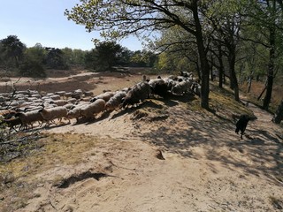 Drenthe, the Netherlands. Farmland