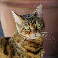 close up of Bengal cat