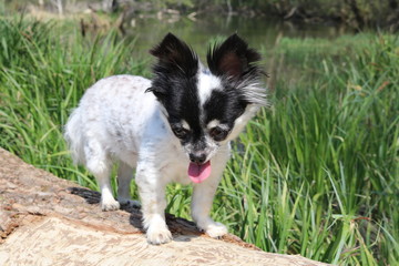 two chihuahua puppies