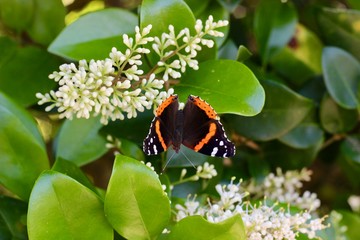 Red Admiral Butterfly (Vanessa atalanta) on Ligustrum Flower during Springtime in Texas