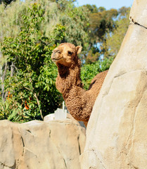 camel