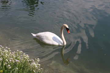 swan on the lake