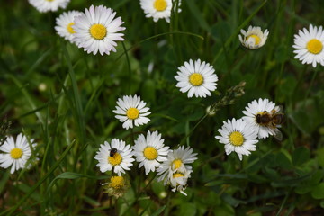 Fototapeta premium daisies in the grass