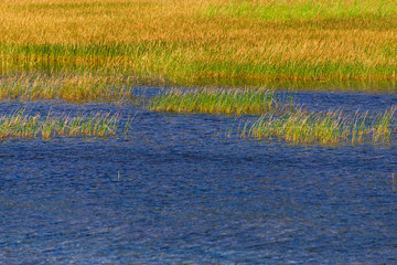 nature scenaries along the river Athabaska, Jasper National Park, Alberta, Canada