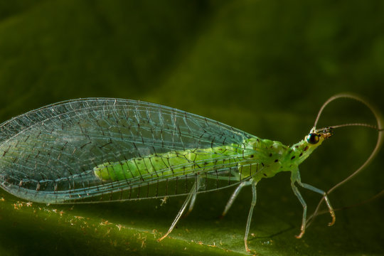 Chrysoperla carnea
