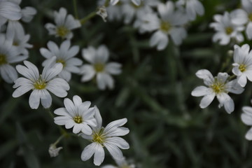 Fototapeta na wymiar White flowers on a black background