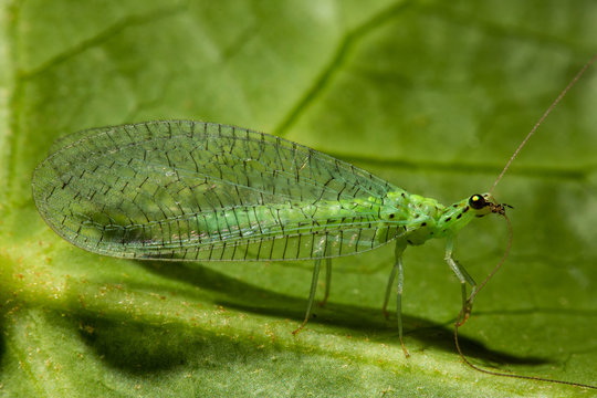 Chrysoperla carnea