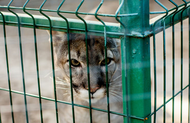 cougar in a cage