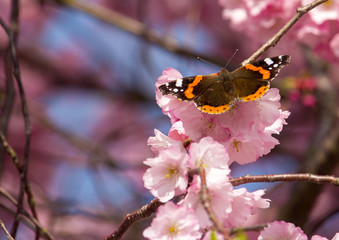 Schmetterling auf Apfelblüten
