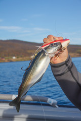 fishing lure made of live mackerel bait for catching predators