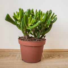 succulent in pot