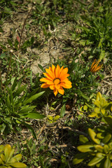 tree, spring, blossom, flower, cherry, pink, branch, sakura, nature, bloom, blooming, sky, plant, flowers, blue, beauty, beautiful, petal, season, garden, cherry blossom, bud, park, natural, japan