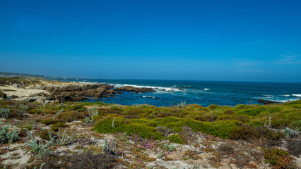 verschiedene Sträucher und Pflanzen wachsen auf den Felsen