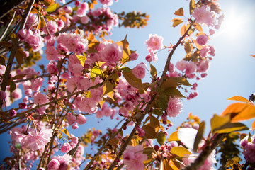 tree, spring, blossom, flower, cherry, pink, branch, sakura, nature, bloom, blooming, sky, plant, flowers, blue, beauty, beautiful, petal, season, garden, cherry blossom, bud, park, natural, japan