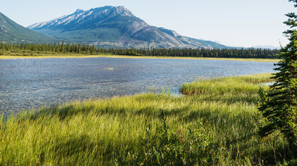 nature scenaries along the river Athabaska, Jasper National Park, Alberta, Canada