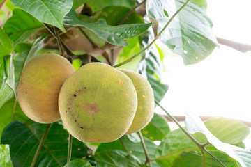 The santol fruit of raw and cooked skin color mixed together. On a tree with green leaves.