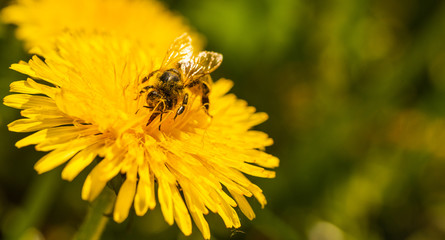 Honey bee covered with yellow pollen collecting nectar from dandelion flower. Important for environment ecology sustainability.
