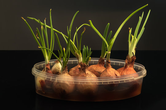 A magnificent onion family in a jar of water against a dark background.