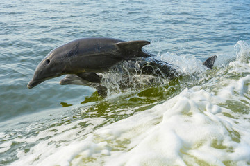 Pair of dolphins jump in parallel