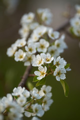 Closeup of cherry flowers