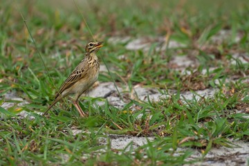 African Grassland Pipit on the grass