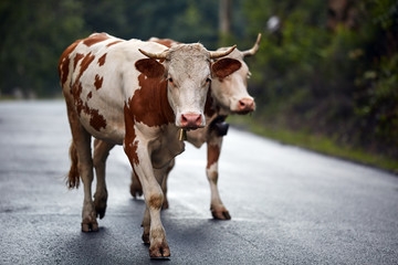 Cows walking on asphalt