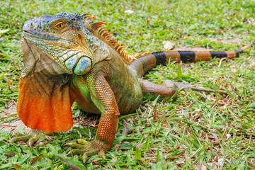 A green iguana (Iguana iguana), also known as the American iguana, laying on a bench with an orange...